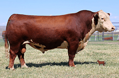 a large bull stares at the camera