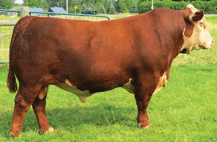 a side profile of a large bull